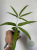 Anturium (Anthurium) eminens