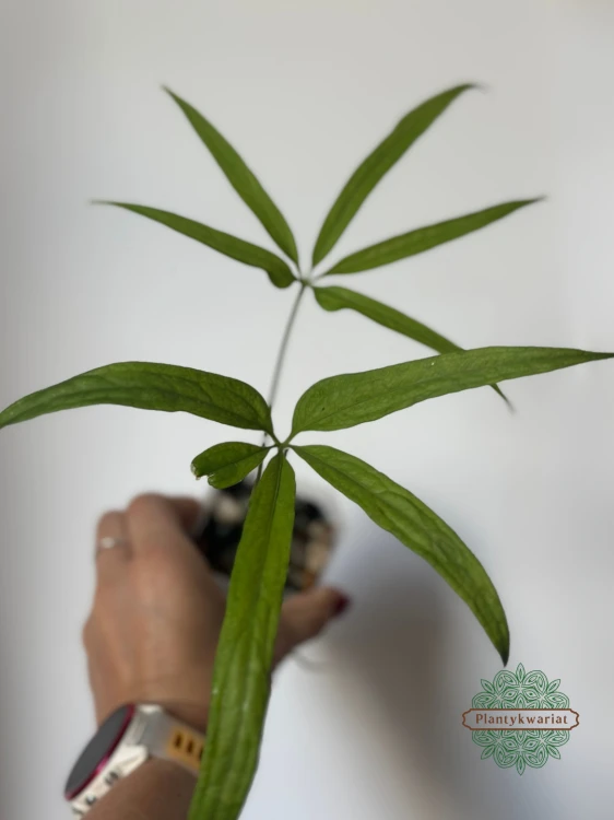 Anturium (Anthurium) eminens