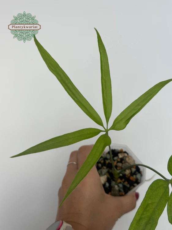 Anturium (Anthurium) eminens