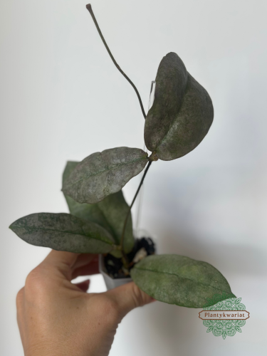 Hoja (Hoya) Mitrata Silver
