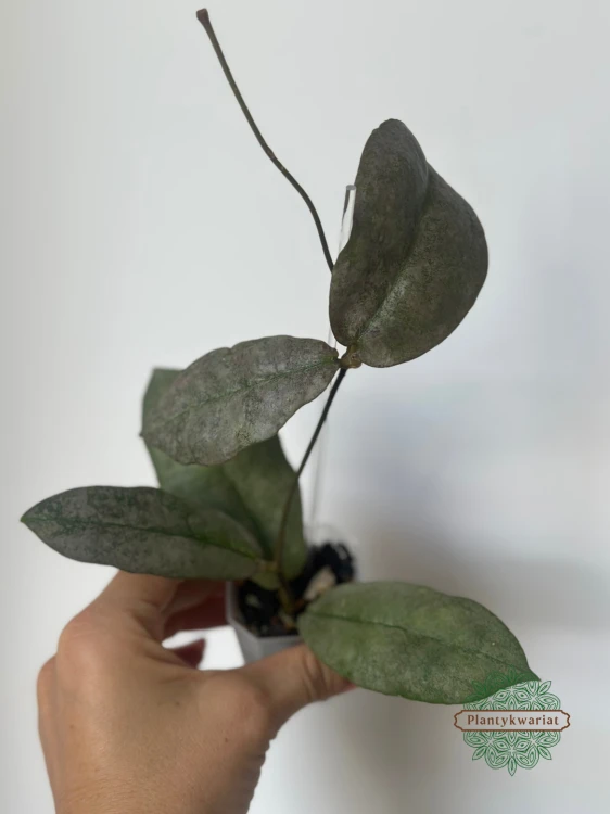 Hoja (Hoya) Mitrata Silver