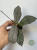 Hoja (Hoya) Mitrata Silver