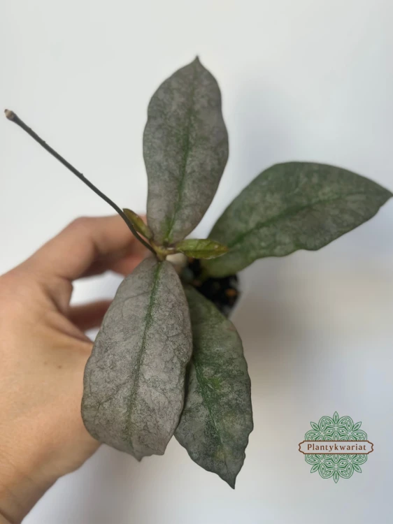 Hoja (Hoya) Mitrata Silver