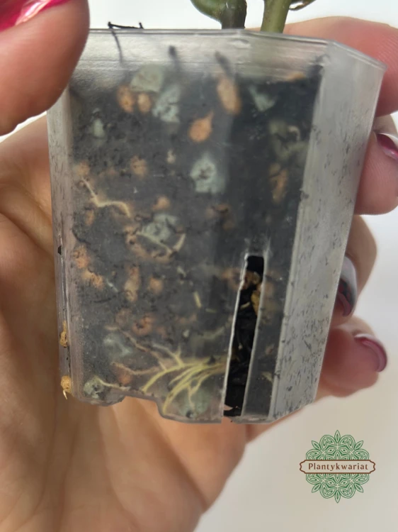 Hoja (Hoya) Mitrata Silver