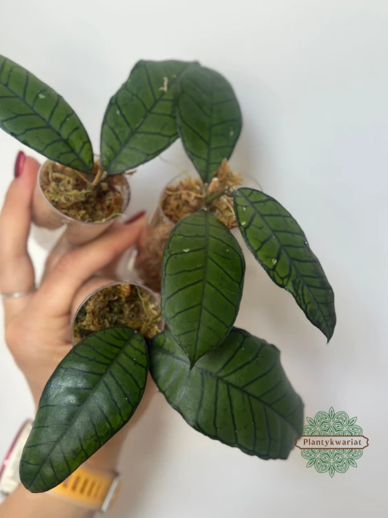 Hoja (Hoya) Gunung Gading