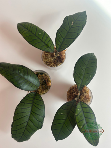 Hoja (Hoya) Gunung Gading