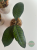 Hoja (Hoya) Gunung Gading