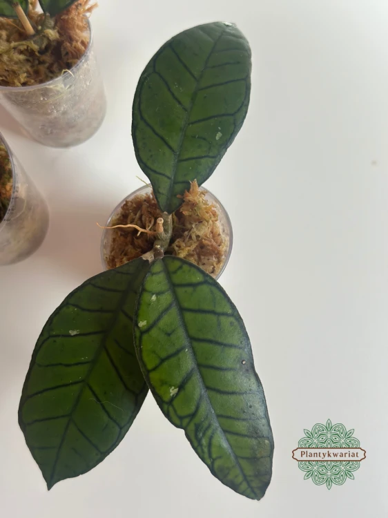 Hoja (Hoya) Gunung Gading