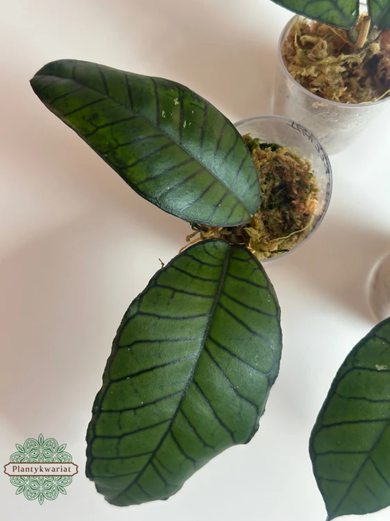 Hoja (Hoya) Gunung Gading