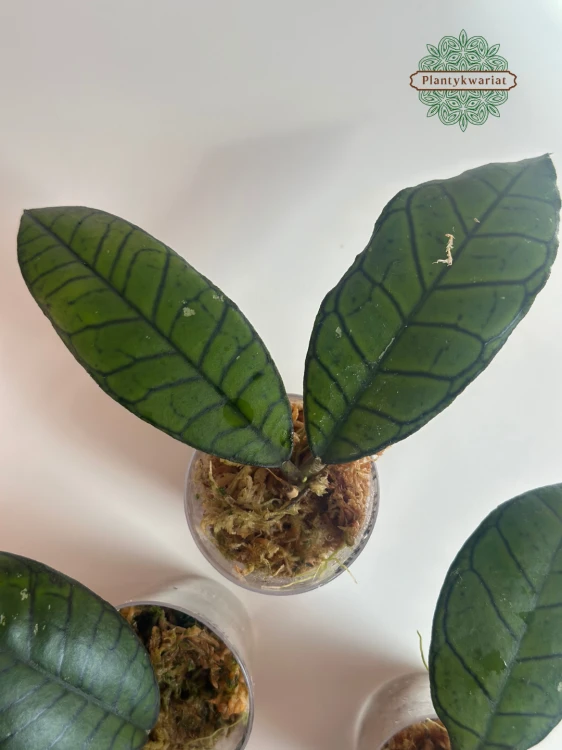 Hoja (Hoya) Gunung Gading