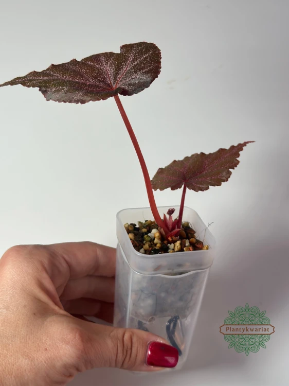 Begonia Robin