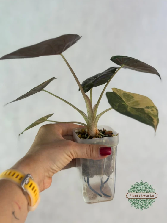 Alokazja (Alocasia) Wentii Variegata