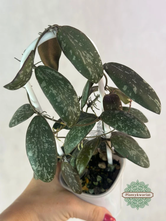 Hoja (Hoya) sigillatis Round Form