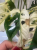 Monstera obliqua monkey Japanese Tricolour