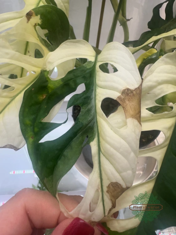 Monstera obliqua monkey Japanese Tricolour