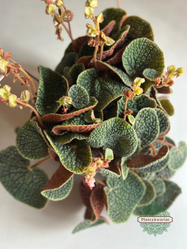Begonia Bullatifolia