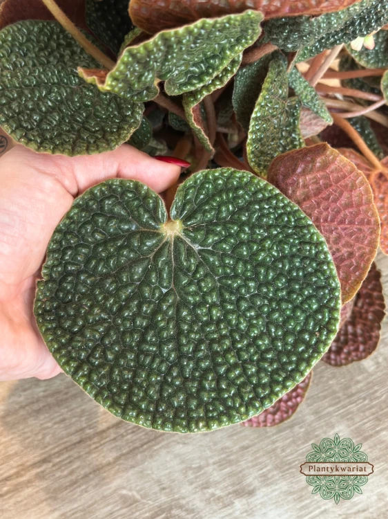 Begonia Bullatifolia
